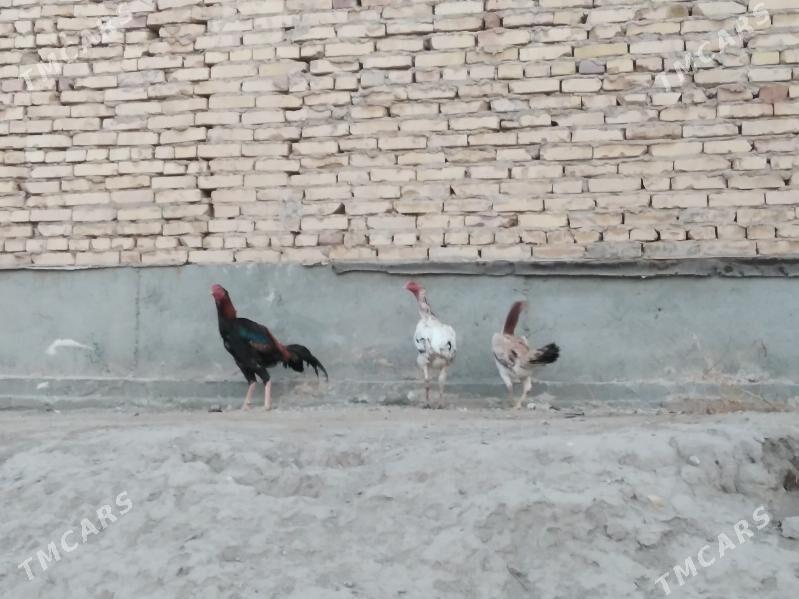 baýes horaz towuklar - Farap - img 2