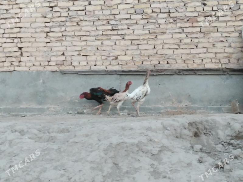 baýes horaz towuklar - Farap - img 5