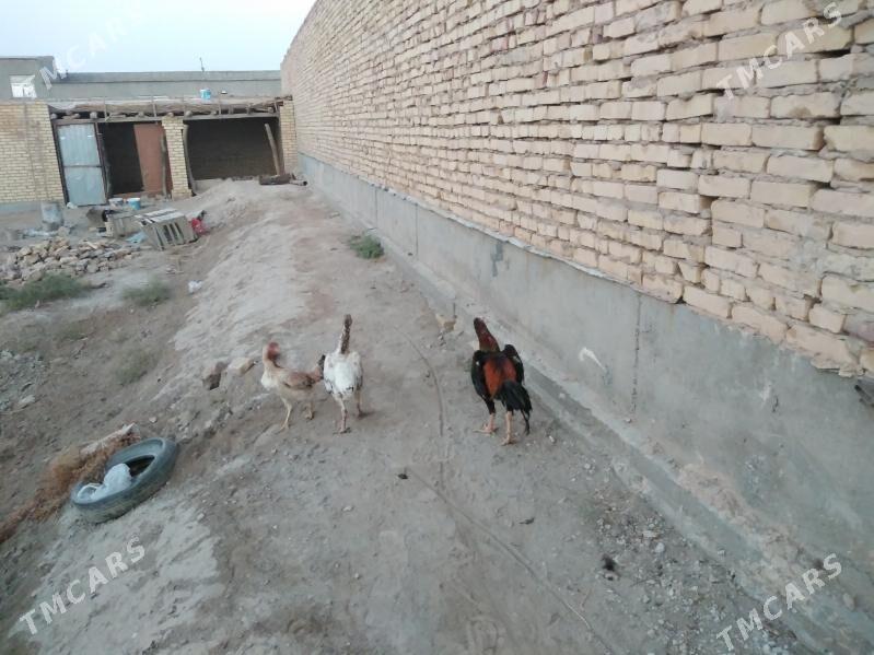 baýes horaz towuklar - Farap - img 4