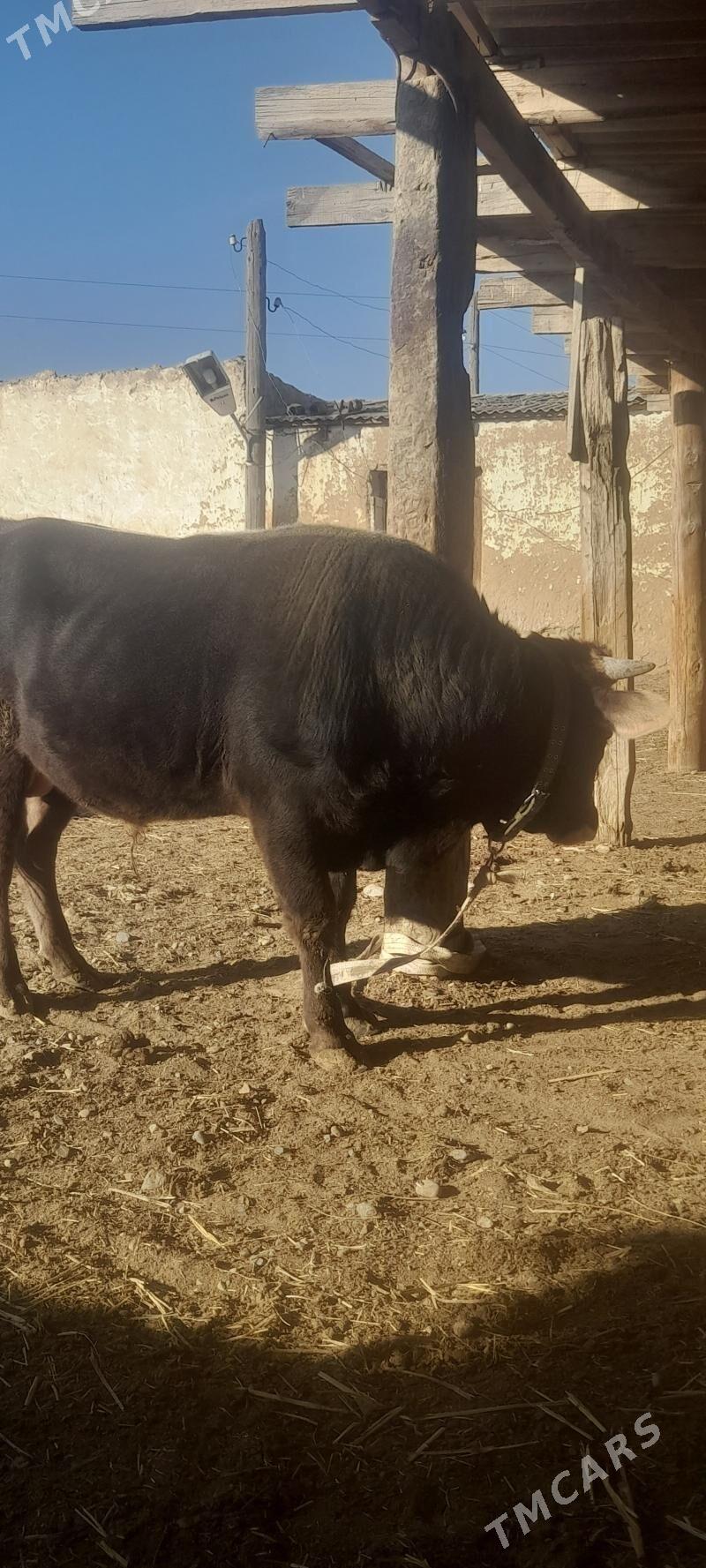 okuz - Gyzylarbat - img 2