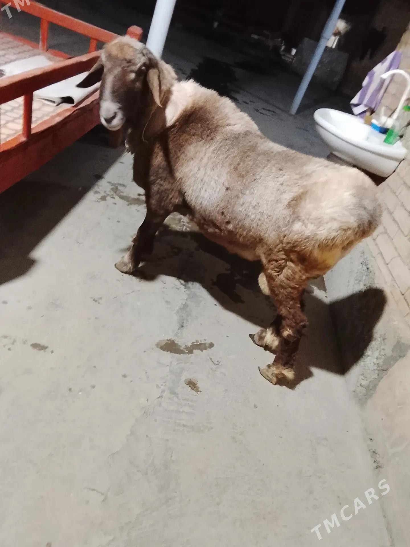 Tohumlyk gisar goc - Türkmenabat - img 4