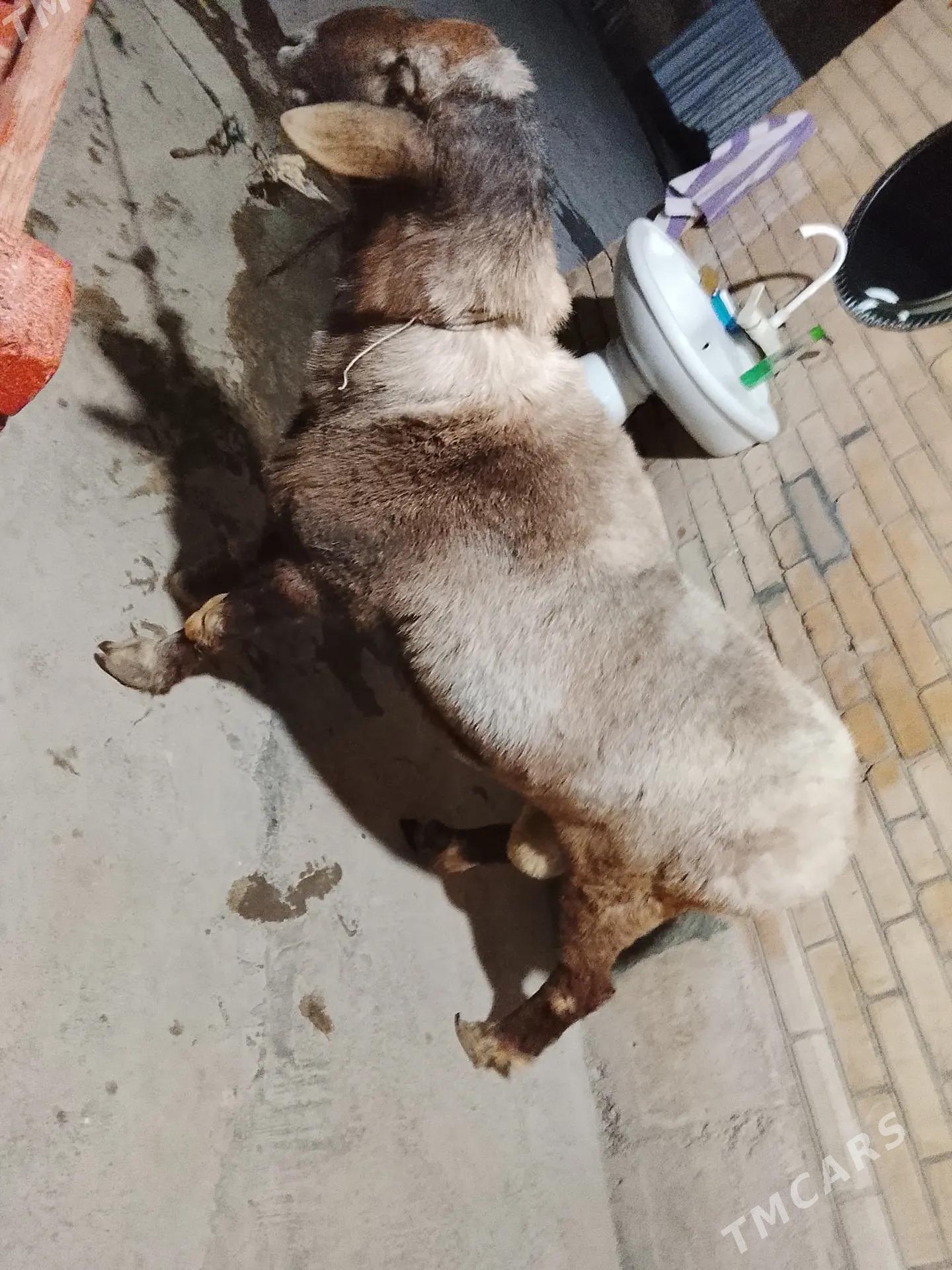 Tohumlyk gisar goc - Türkmenabat - img 3