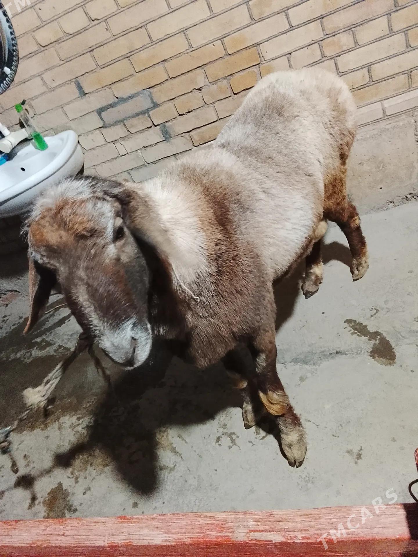 Tohumlyk gisar goc - Türkmenabat - img 2