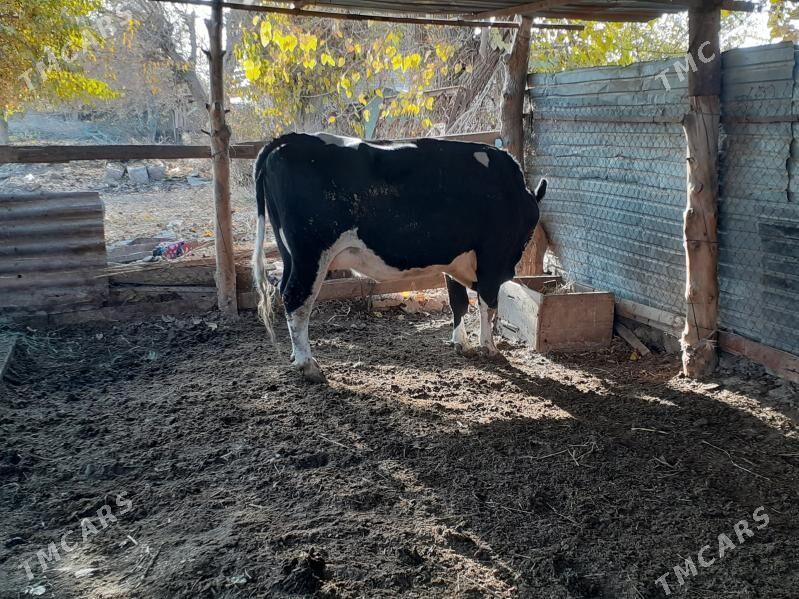 bogaz sygyr - Сакар - img 1