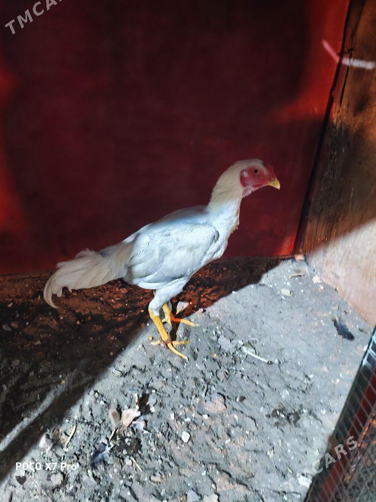 turk juje - Туркменабат - img 2