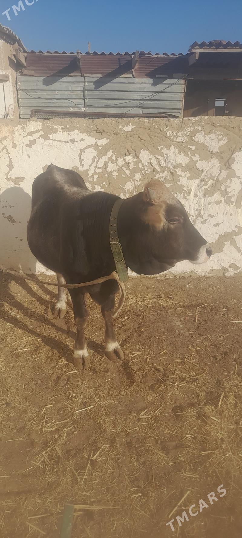 okuz - Gyzylarbat - img 2