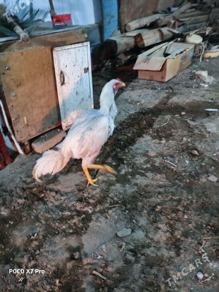 turk juje - Туркменабат - img 5