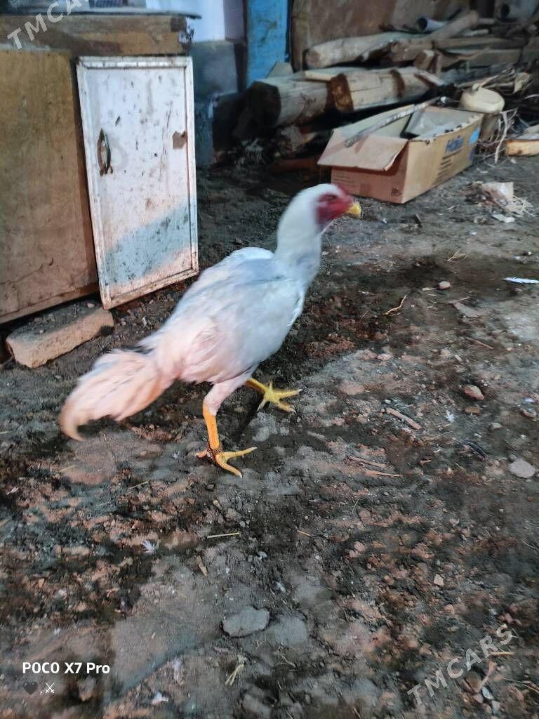 turk juje - Туркменабат - img 6