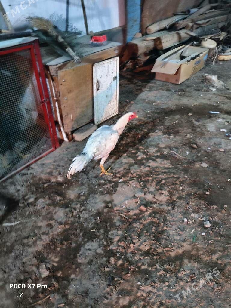 turk juje - Туркменабат - img 4