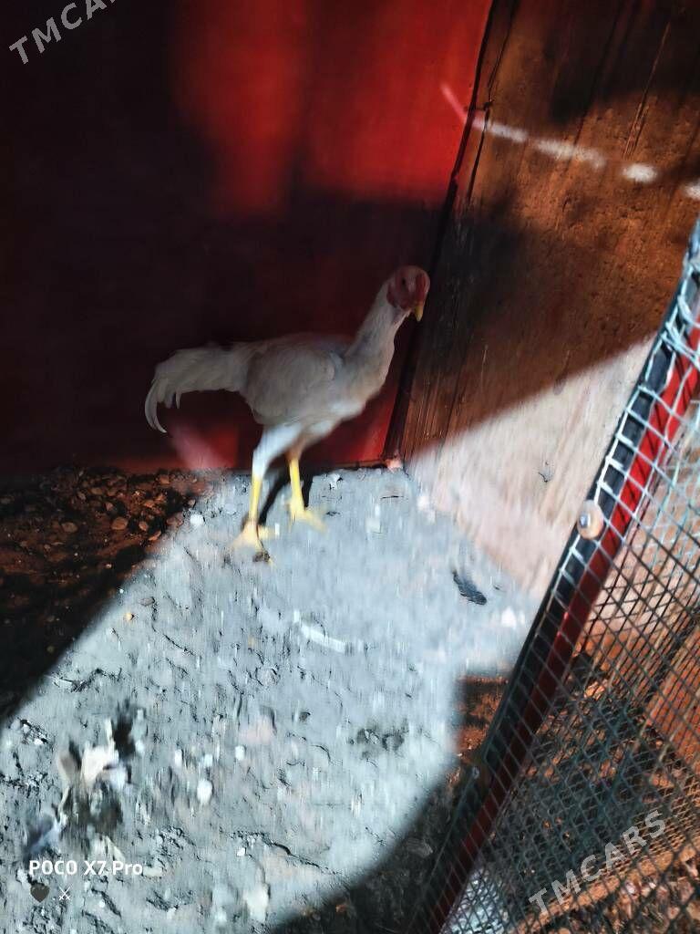 turk juje - Туркменабат - img 3