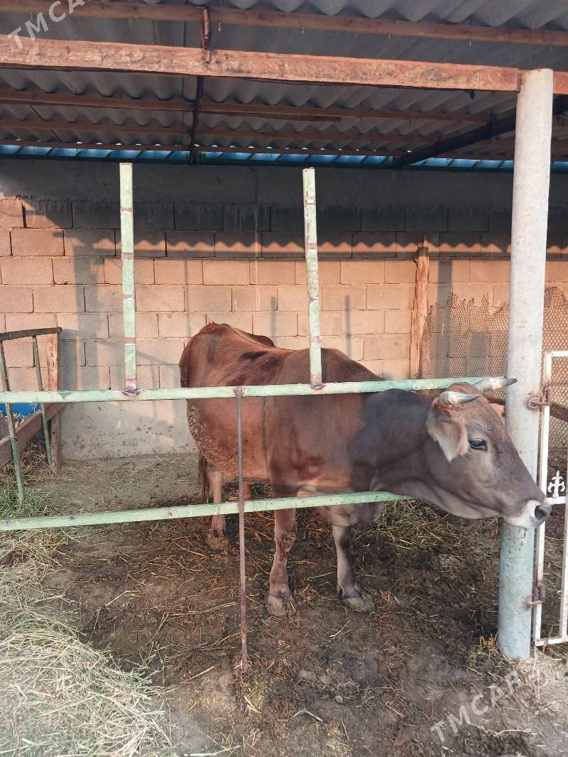 Sygyr - Gökdepe - img 2