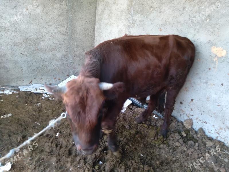 Bakylan yasajyk okuz - Херрикгала - img 2