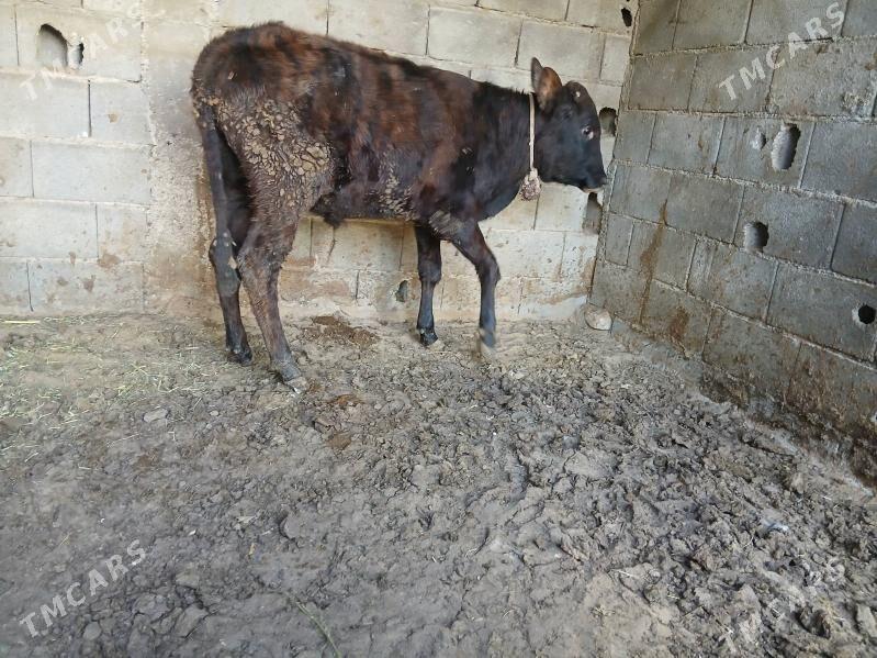 okuzce - Чоганлы - img 4