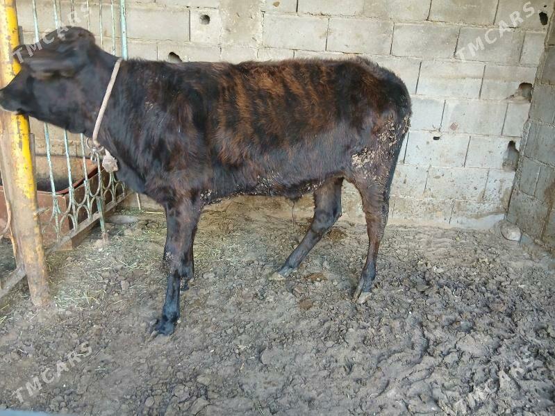 okuzce - Чоганлы - img 2