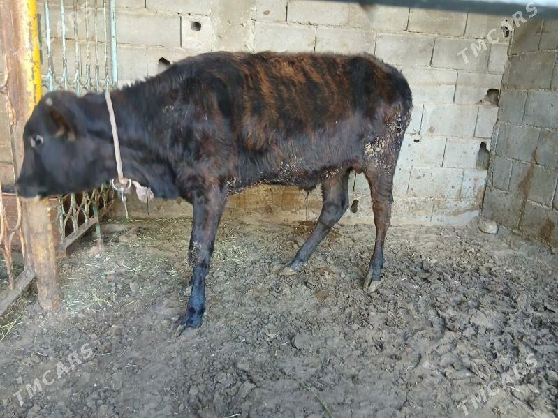 okuzce - Чоганлы - img 3