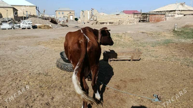 sygyr - Mary - img 2