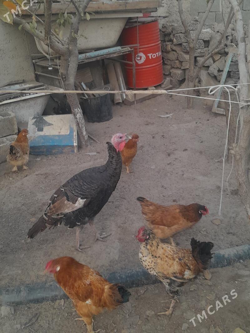 induk horaz - Gökje - img 2