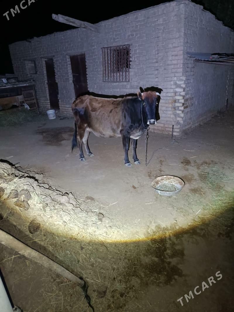 sygyr - Mary - img 2