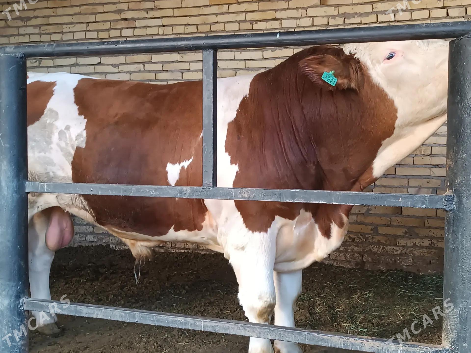 SIMENDAL - Türkmenabat - img 2