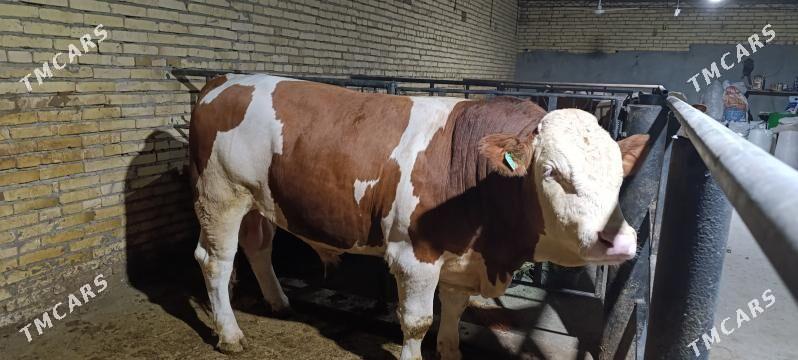 SIMENDAL - Türkmenabat - img 3