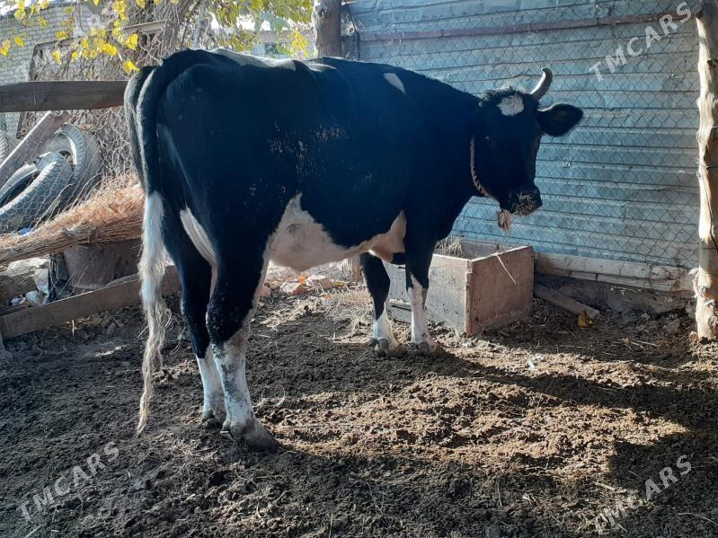 bogaz sygyr - Сакар - img 2