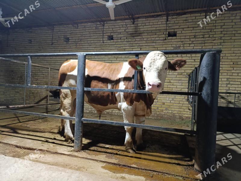 SIMENDAL - Türkmenabat - img 4