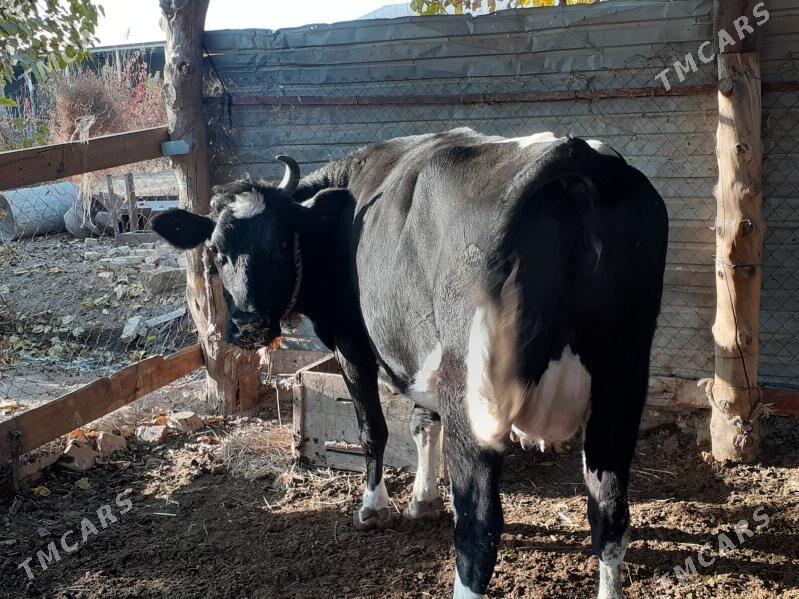 bogaz sygyr - Сакар - img 3