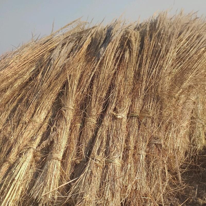 gamyş гамыш - Dostluk - img 1