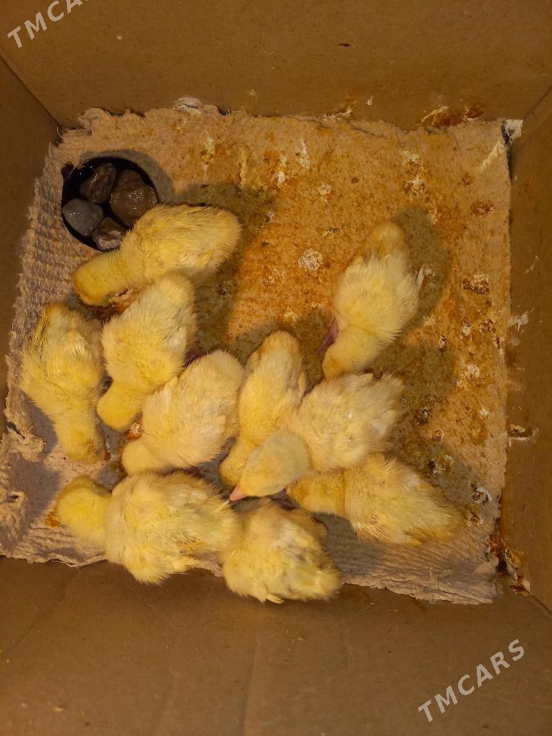 induk jujesi - Гызыларбат - img 2