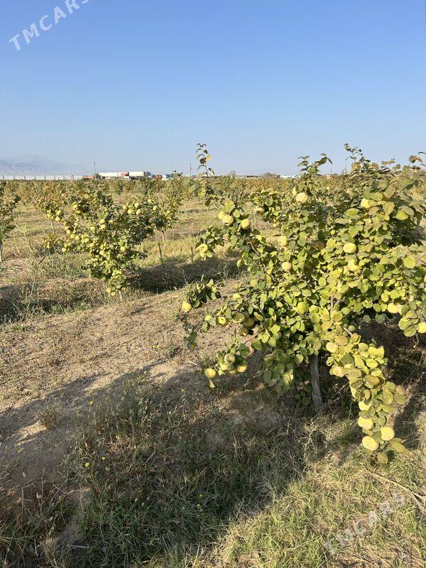 Ekin Gekdar  - Aşgabat - img 3