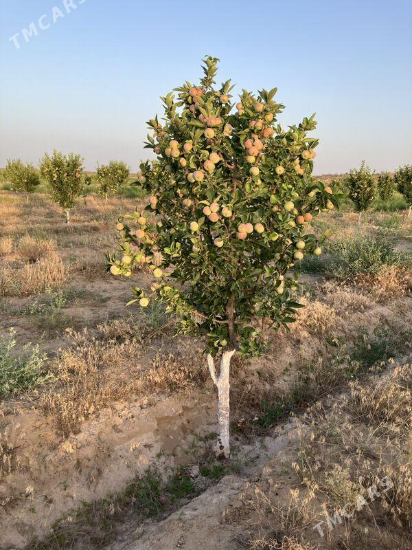 Ekin Gekdar  - Aşgabat - img 2