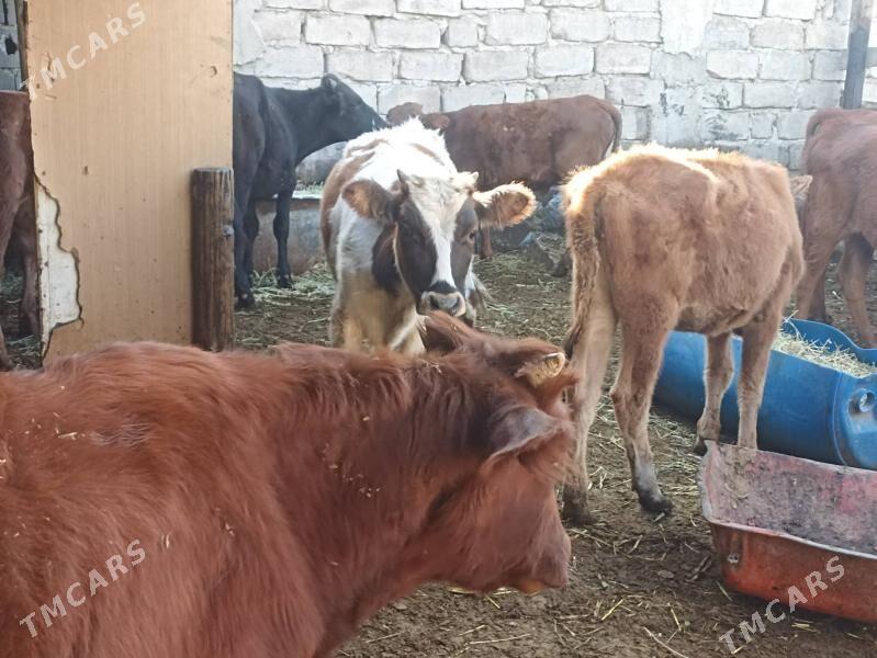 öküzçe tüwe öküz göle - Ашхабад - img 2