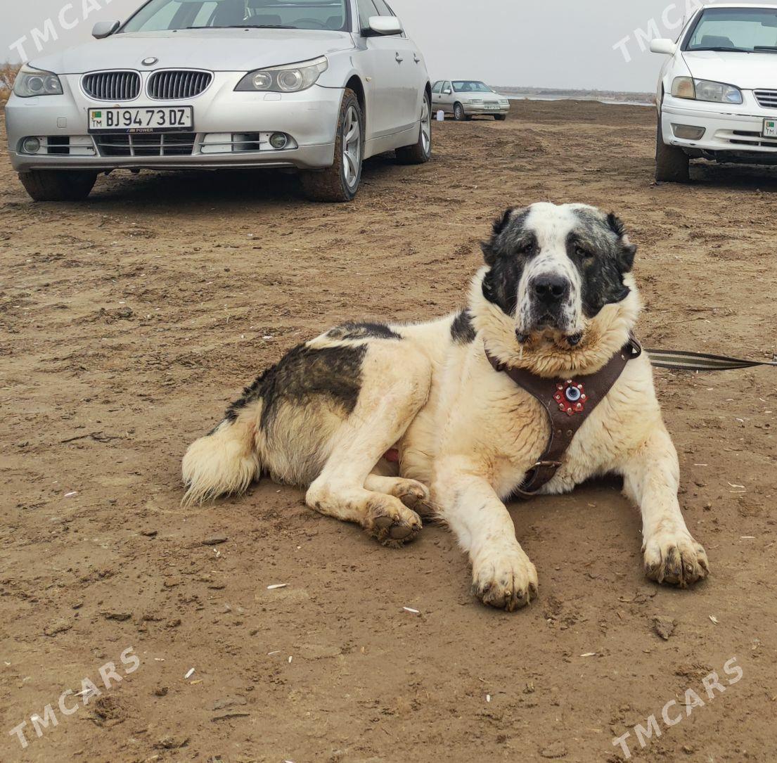 йовуз - Дашогуз - img 1