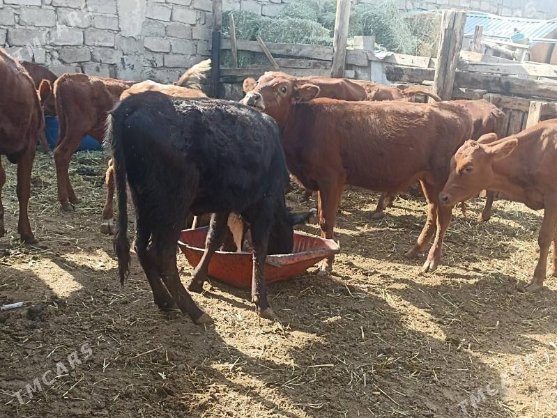 öküzçe tüwe öküz göle - Ашхабад - img 6