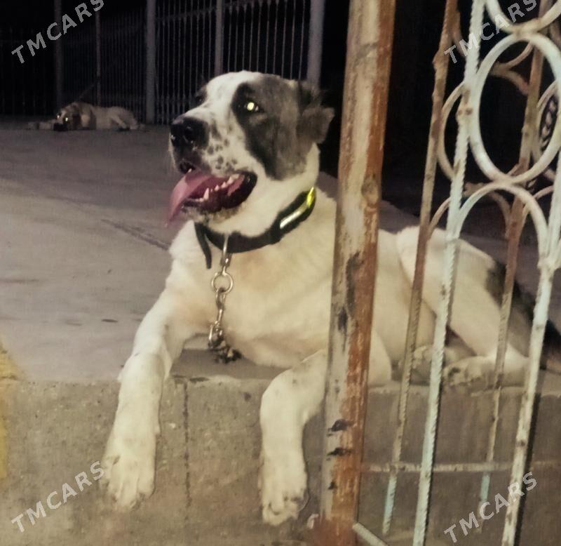 йовуз - Дашогуз - img 2