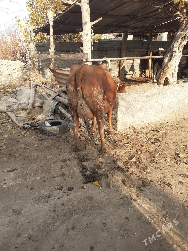 saglyk sygyr - Sakar - img 2