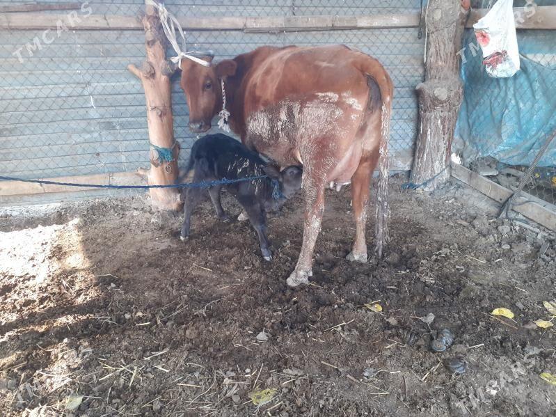 saglyk sygyr - Sakar - img 3