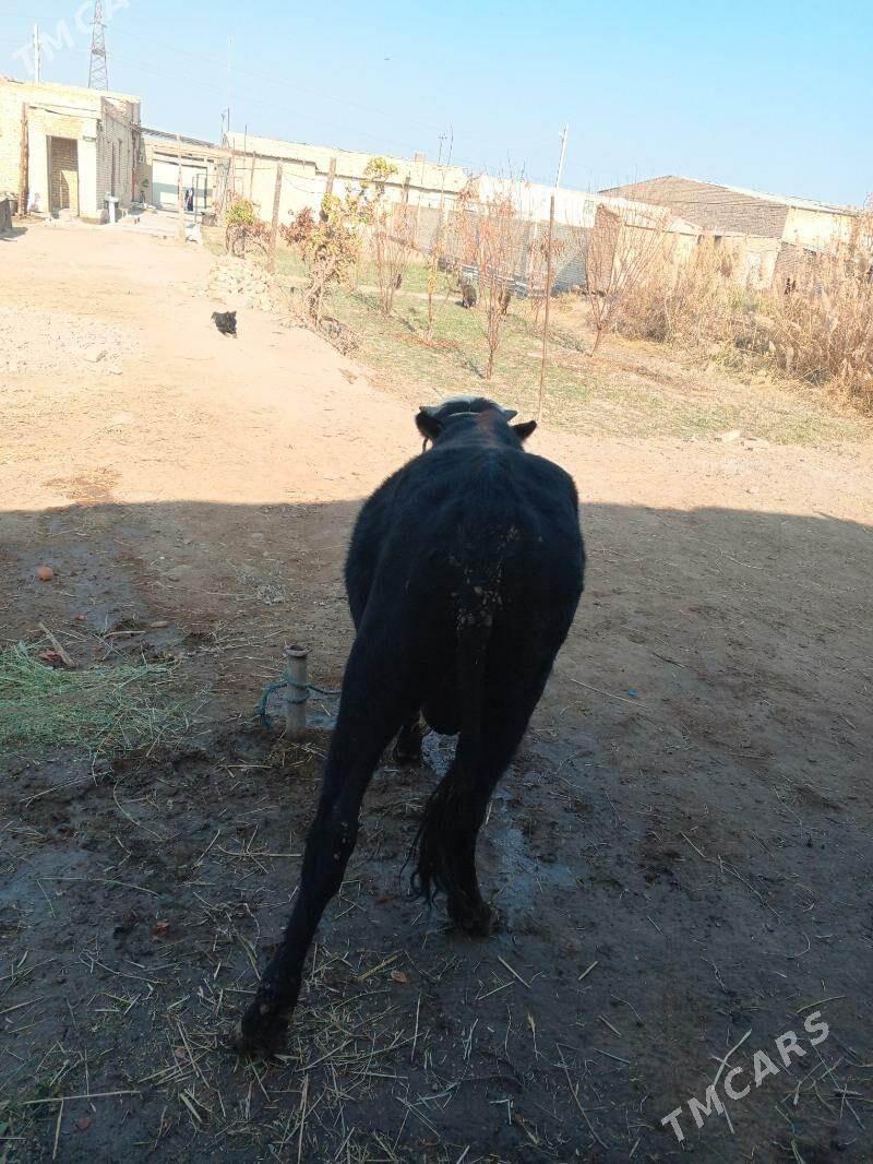 okuz - Çärjew - img 2