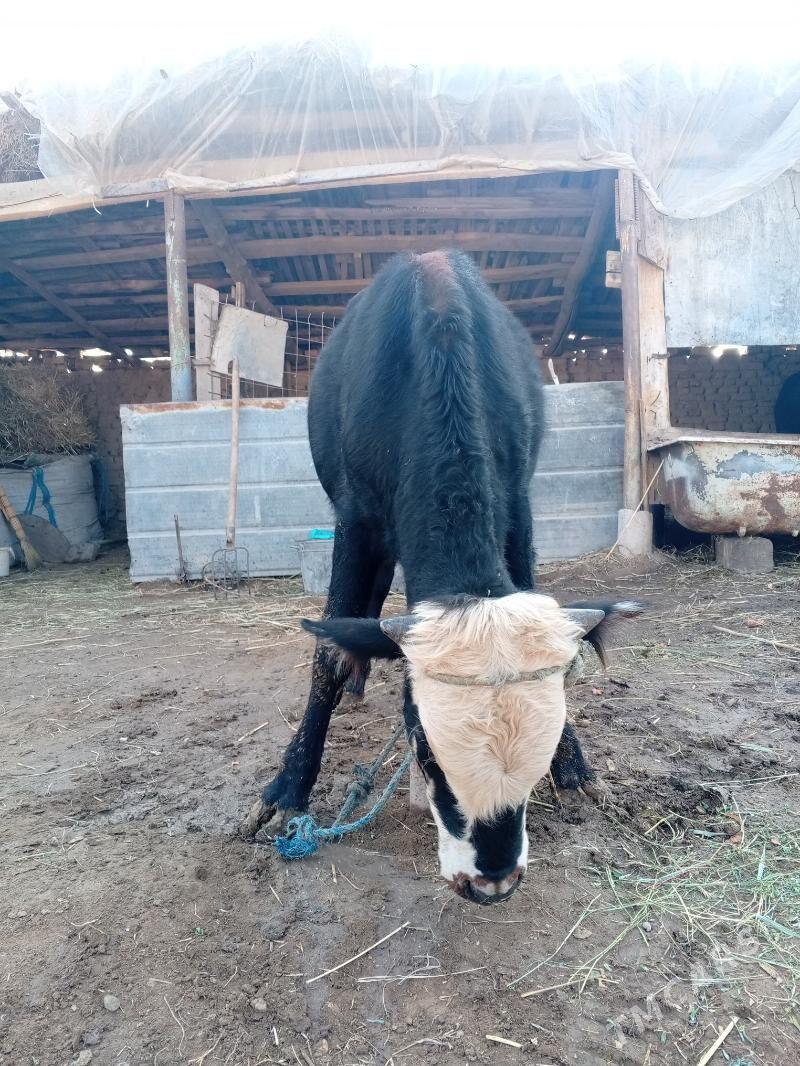 okuz - Çärjew - img 3