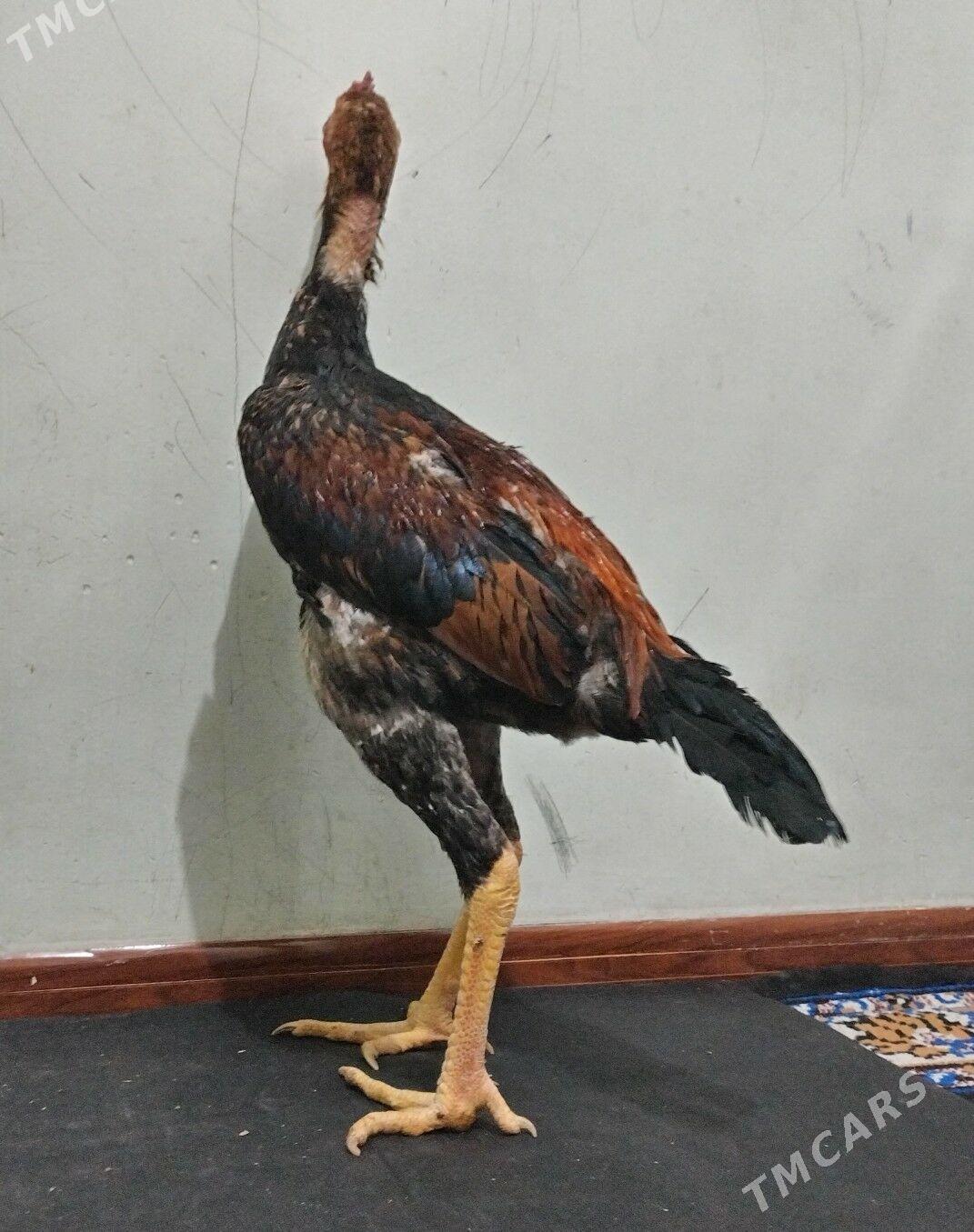 Tasgent - Бедев - img 3