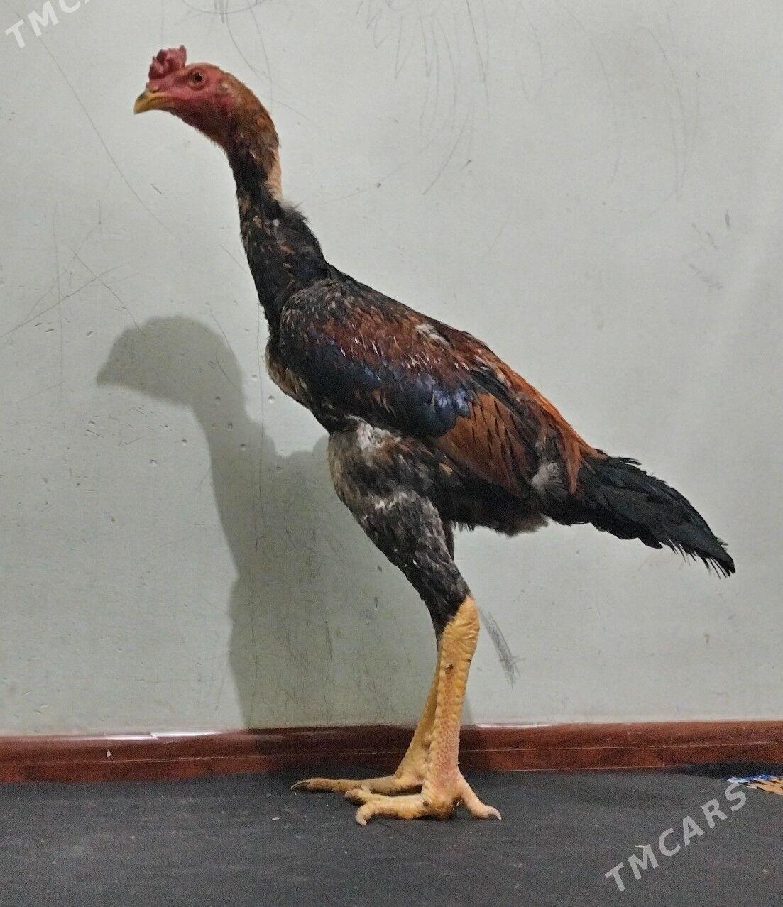 Tasgent - Бедев - img 2