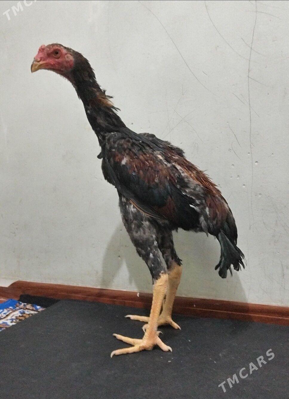 Tasgent - Bedew - img 1