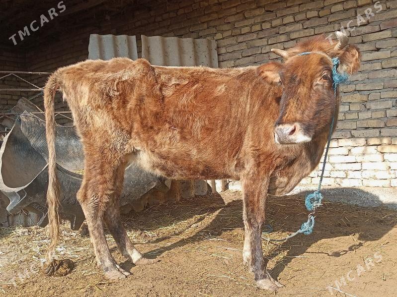 ....Baklyk inek - Çärjew - img 2