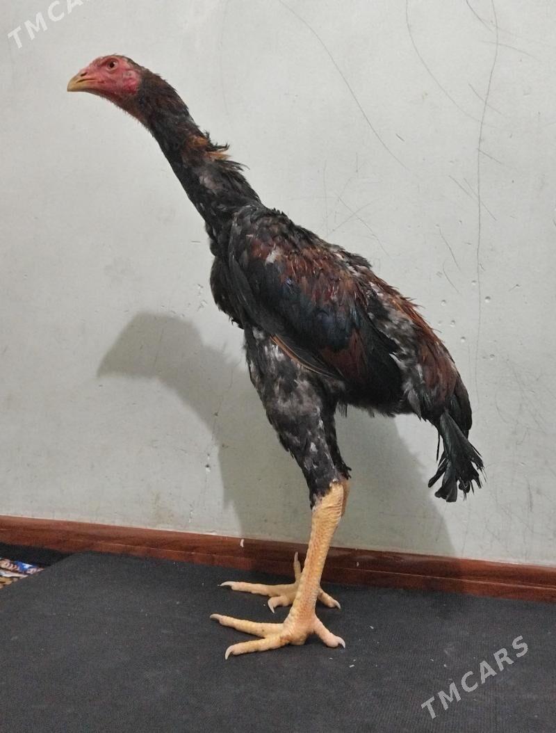 Tasgent - Bedew - img 3