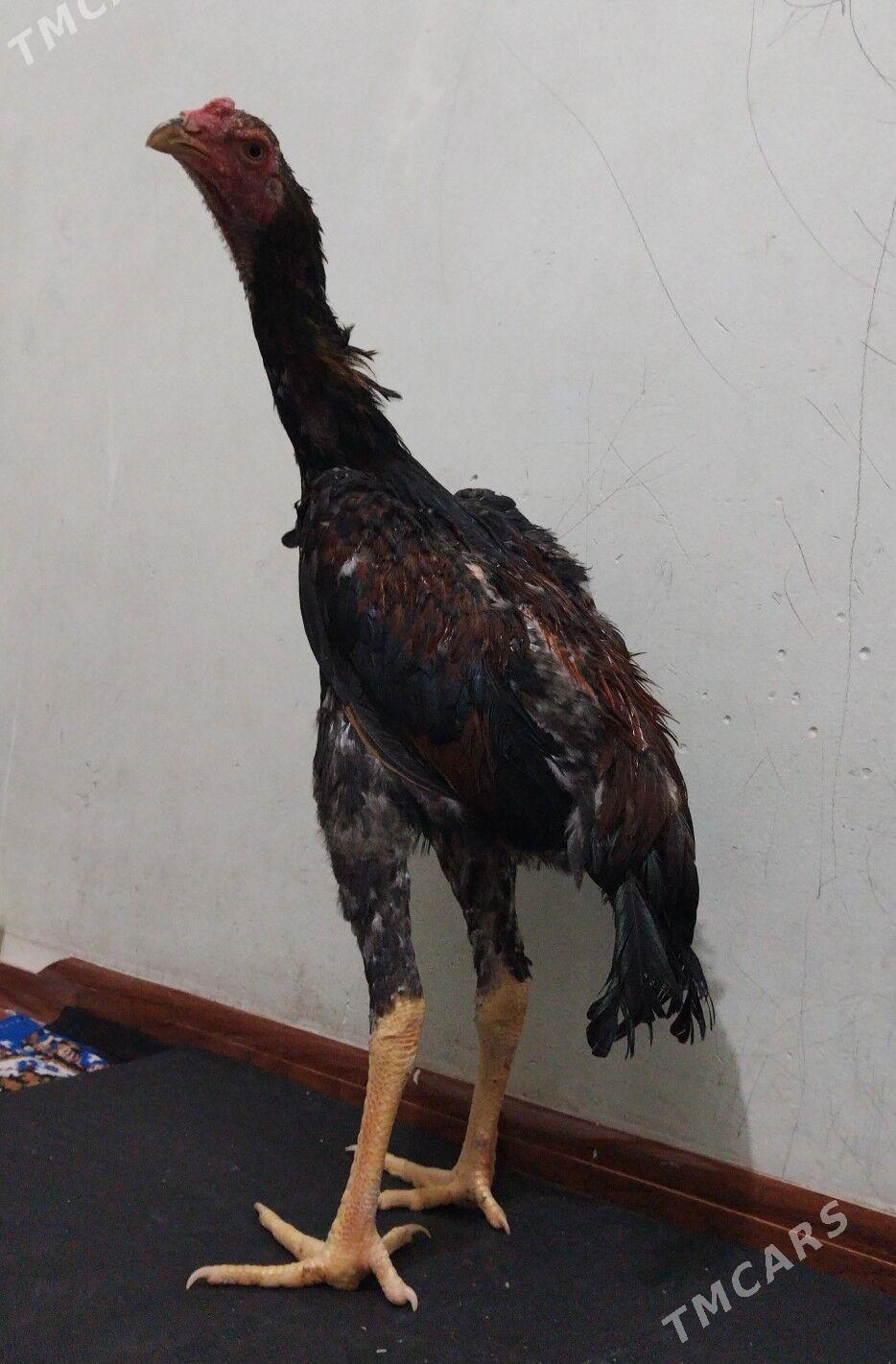 Tasgent - Bedew - img 2