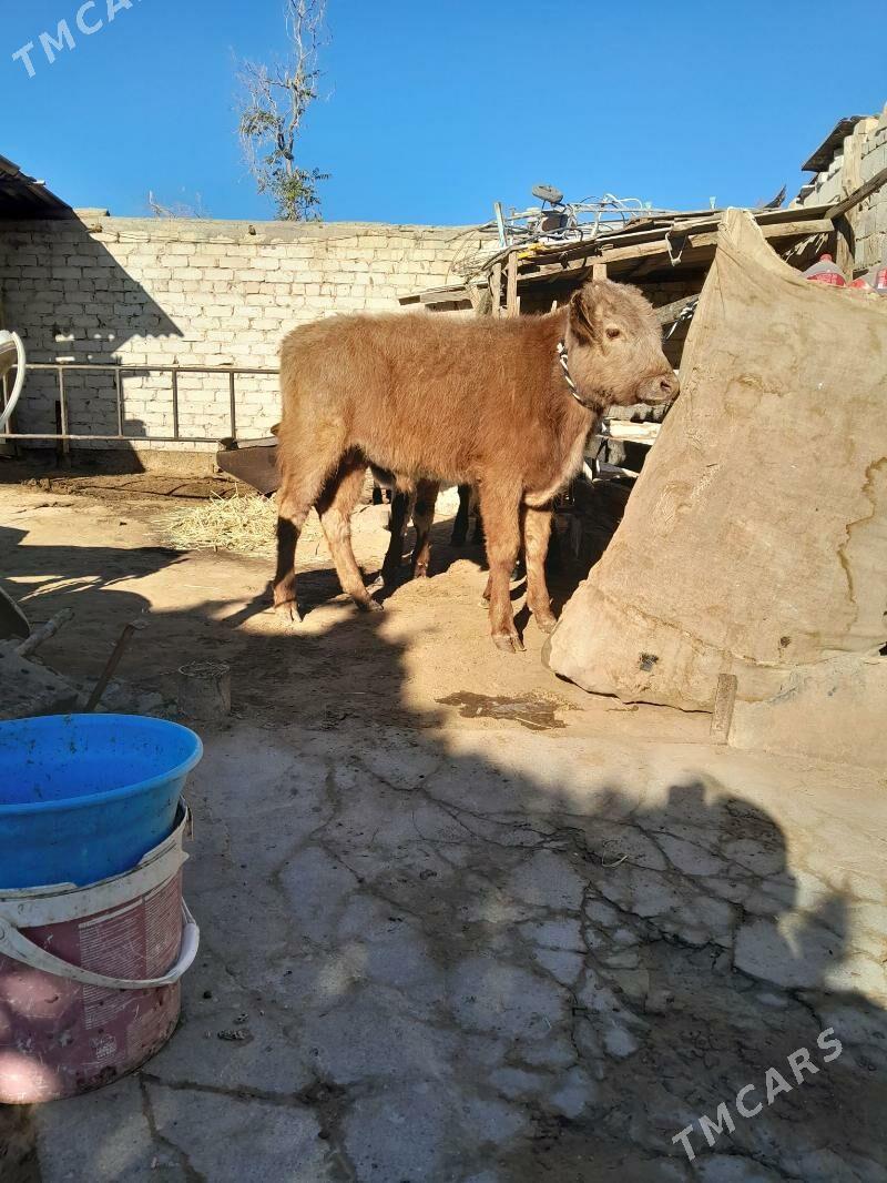 Öküz - Köşi - img 3