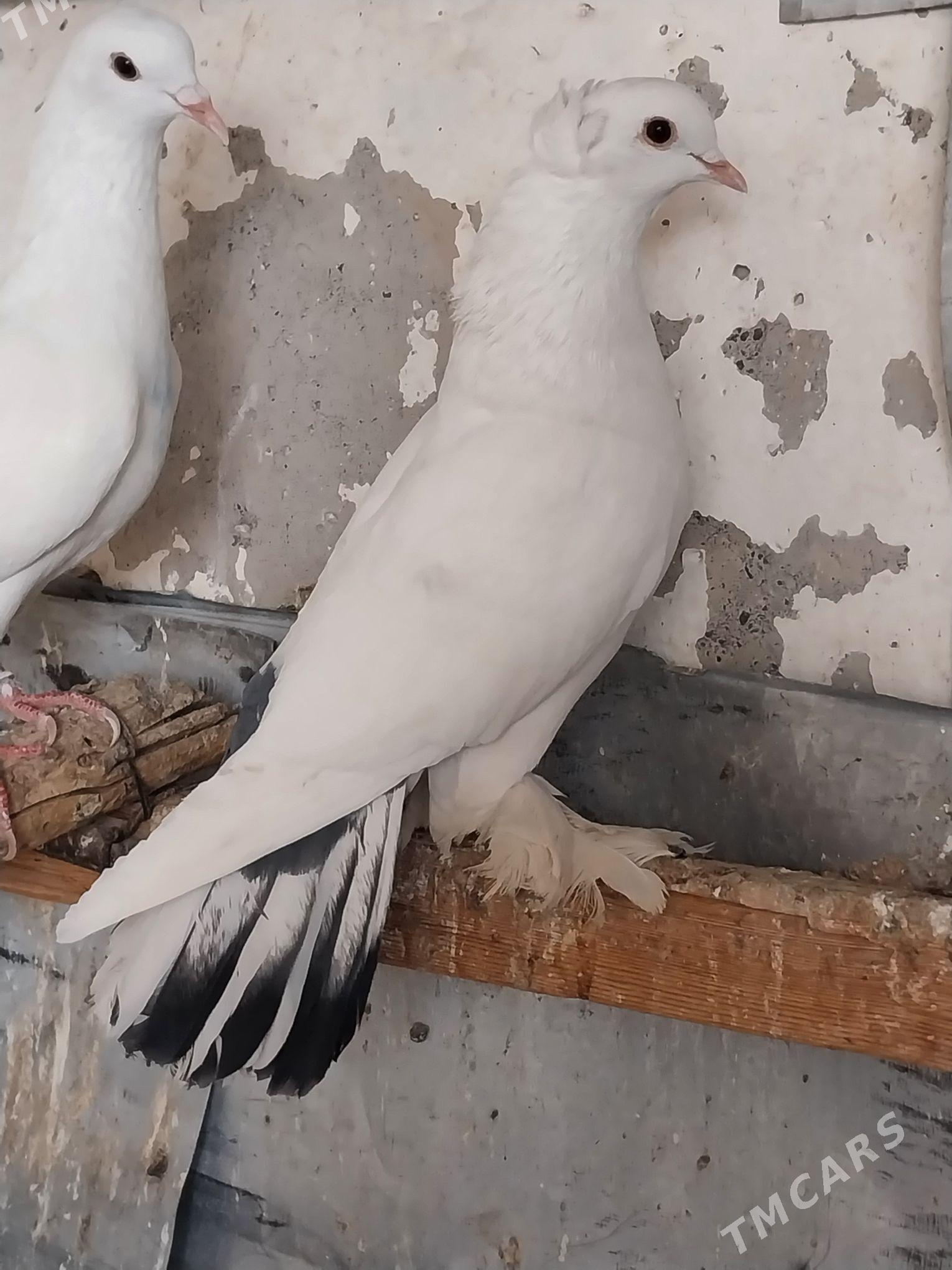 KEPDERI. - Мургап - img 2