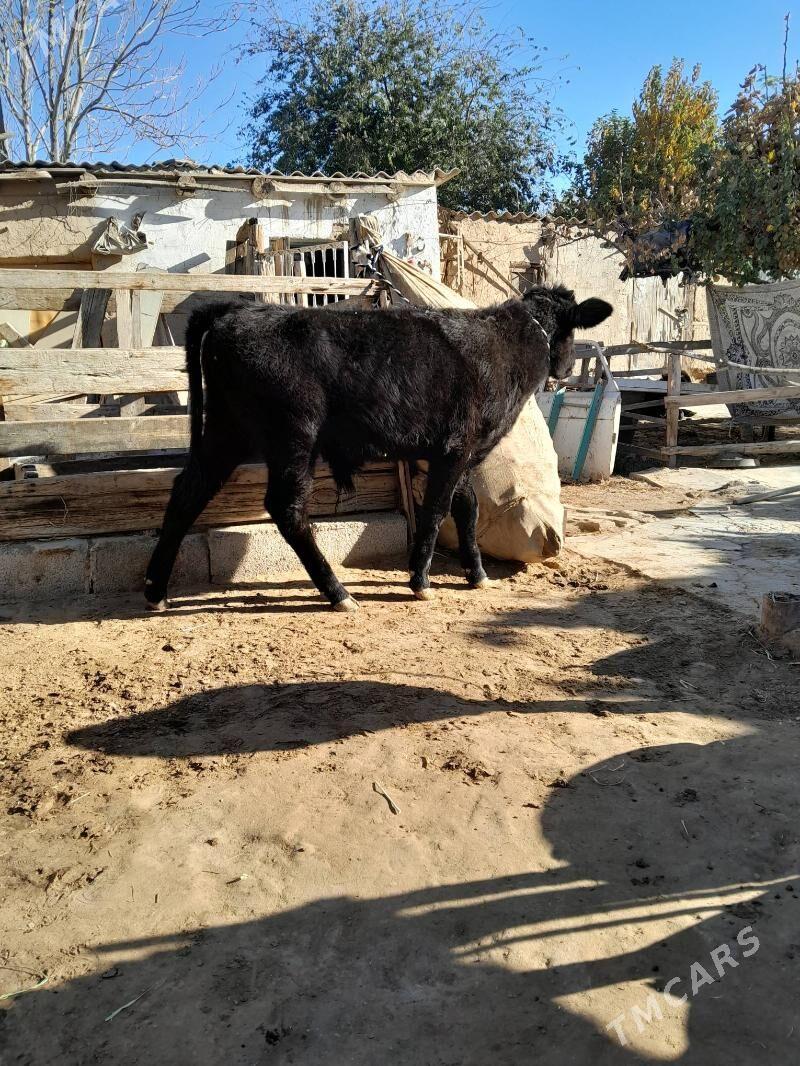 Öküz - Köşi - img 4