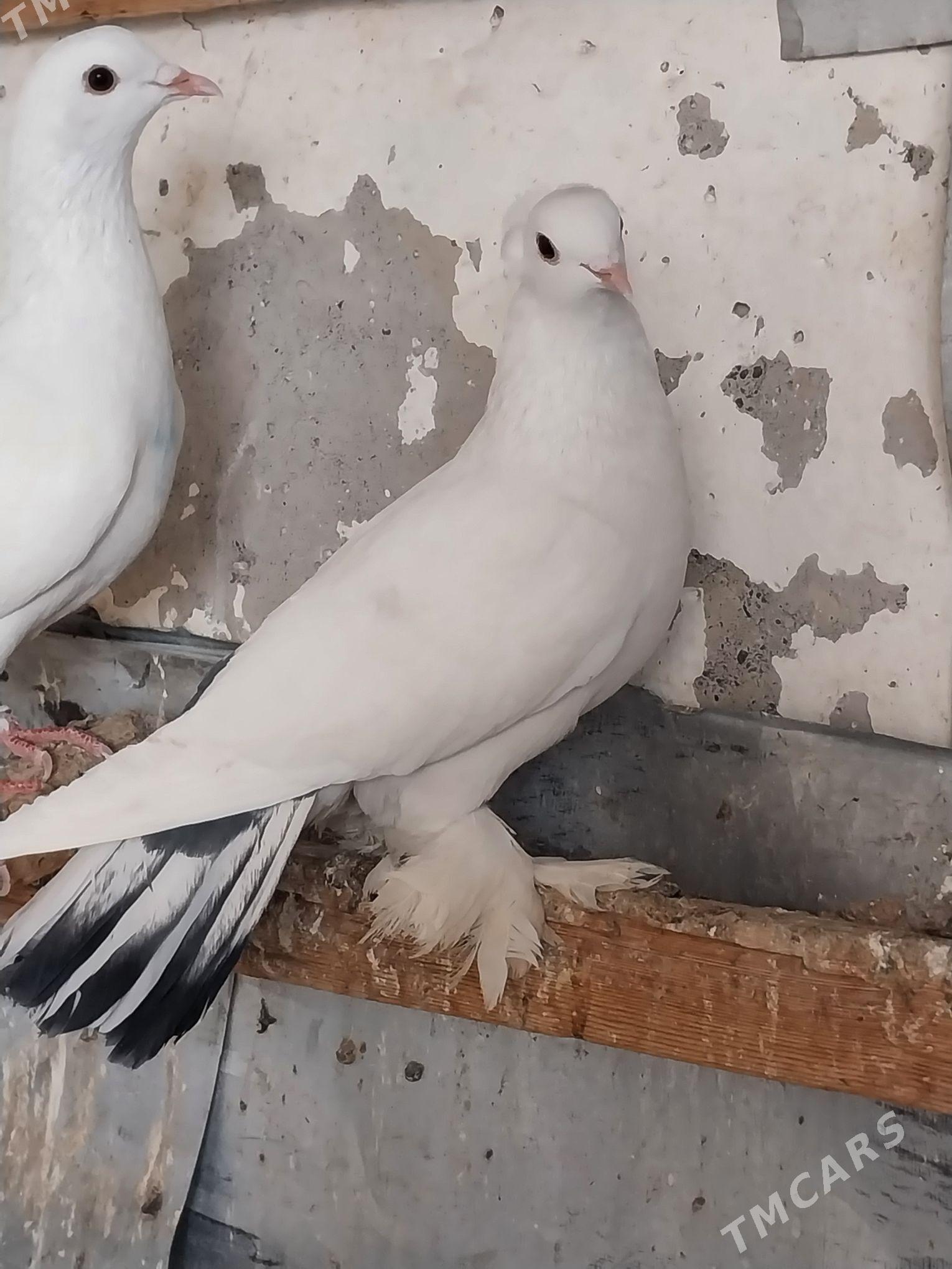 KEPDERI. - Мургап - img 4