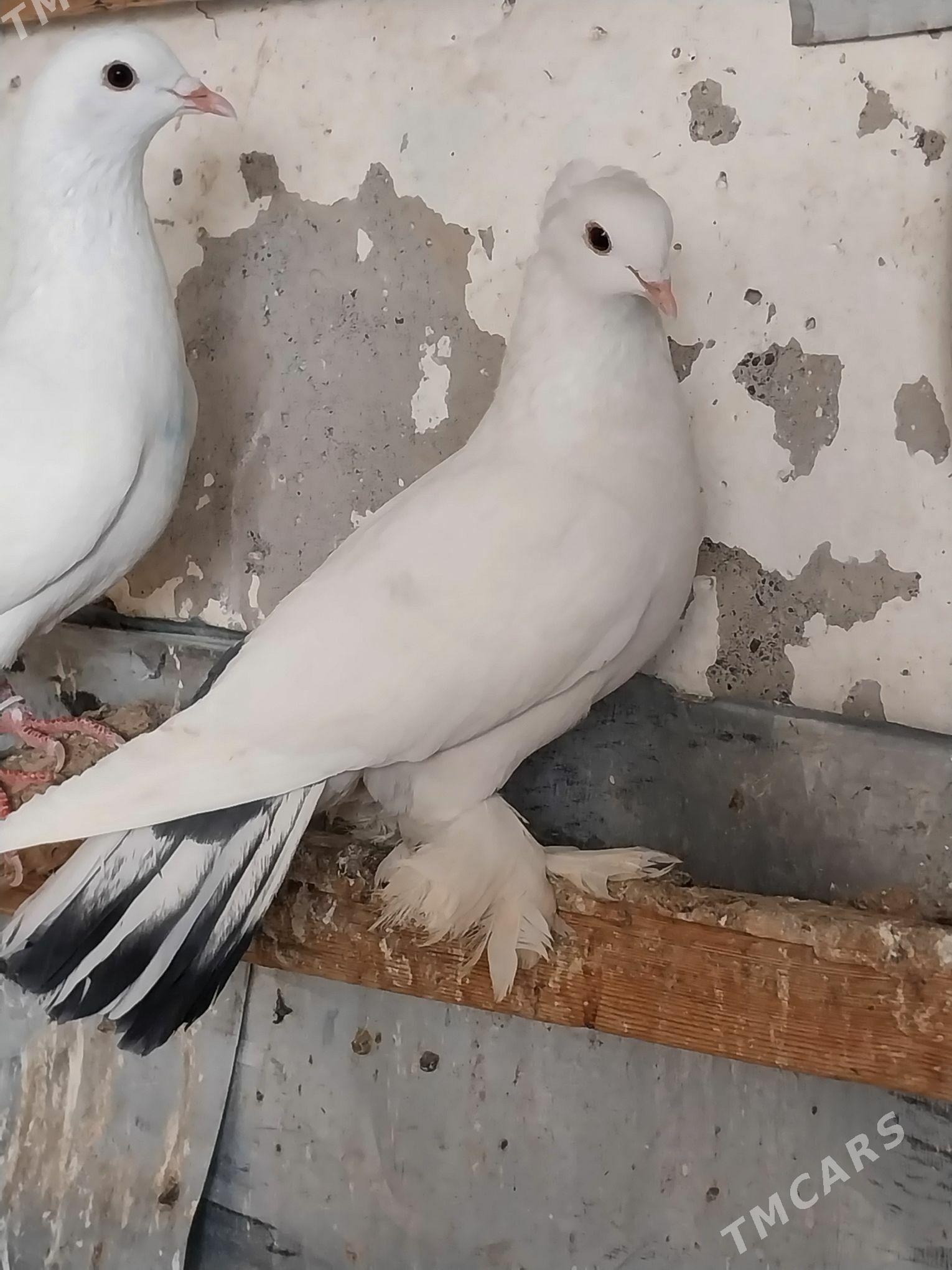 KEPDERI. - Мургап - img 5